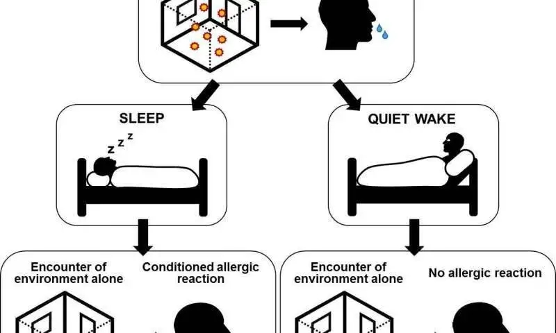 【新发现】睡眠会加重过敏反应，你知道吗？