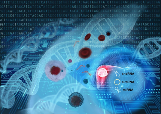 清华大学鲁志、海军军医大学殷建华和国家肝癌科学中心陈磊课题组揭示针对肝癌AFP阴性诊断和早期诊断的血液非编码RNA标志物