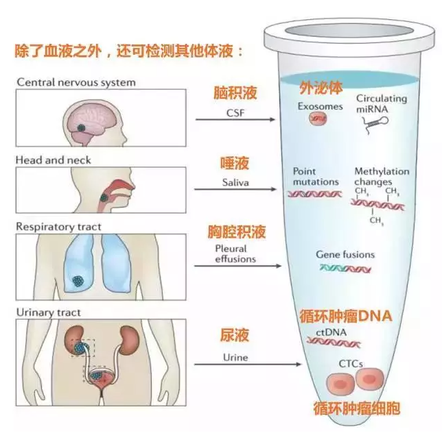 癌症早筛液体活检的免核酸提取的qPCR解决方案