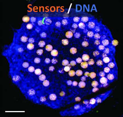 【Science子刊】肾脏芯片助力科学家发现药物肾毒性机制，继而减少化疗副作用