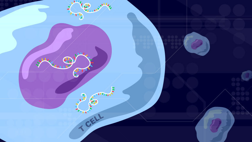 【新研究】科学家发现导致移植排斥的细胞竟然是......