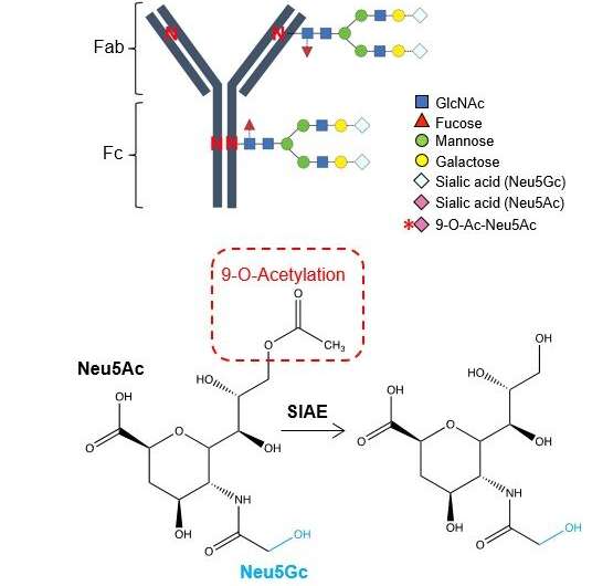 【Nature】来自母亲的珍贵礼物——“脱乙酰化”分子变化产生超级抗体，或可治疗细胞内病原体感染