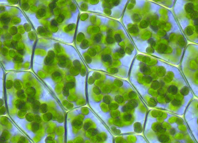 【Cell】西湖大学闫浈课题组首次解析叶绿体蛋白转运体的冷冻电子显微镜结构