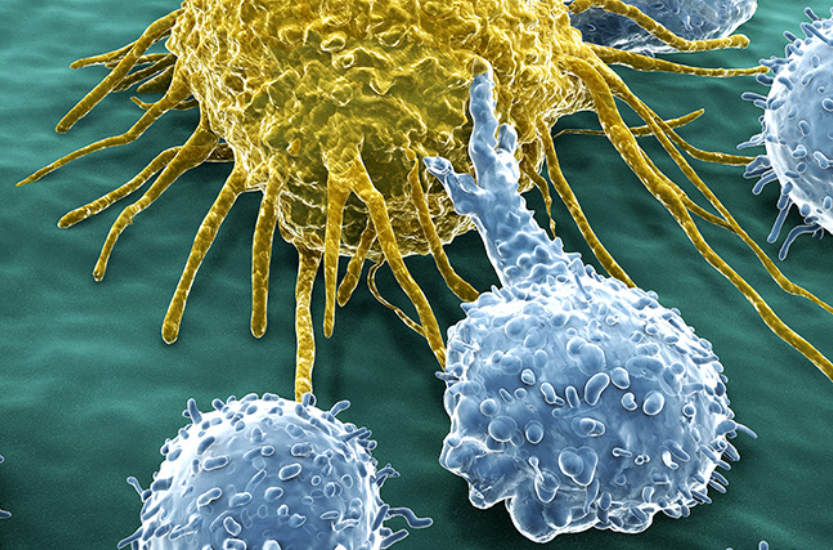 【Cancer Cell】同济大学方兰、王平团队发现氨基酸限制能促进STING通路介导的抗肿瘤活性