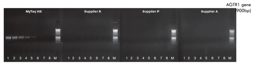 【推荐】高效Taq聚合酶在多种现代分子诊断检测中的实际应用