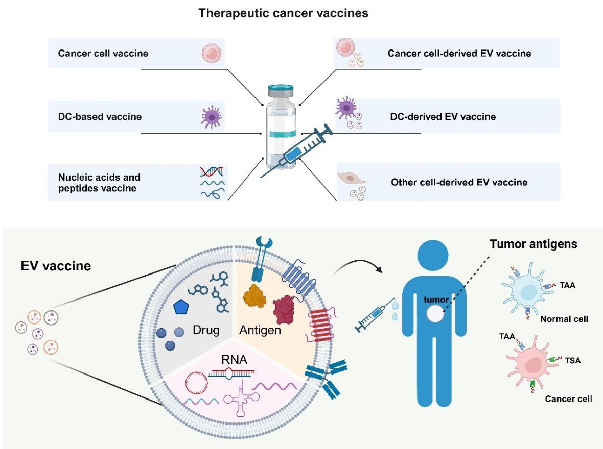 张灏教授领衔发表最新外泌体肿瘤疫苗综述