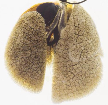 nature:揭示肺部组织再生的新机制-研究-转化医学网-转化医学核心门户