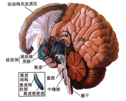 “脑疾病研究所”或吸引药企来深开发新药