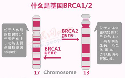 JCO：奥拉帕尼对BRCA1或BRCA2突变的多种肿瘤有效