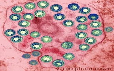 Nature子刊挑战传统观点：干细胞之外的癌症起源